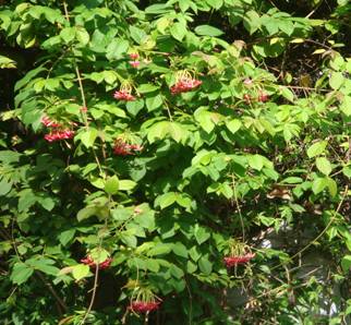 RANGOON CREEPER - QUISQUALIS INDICA - 1